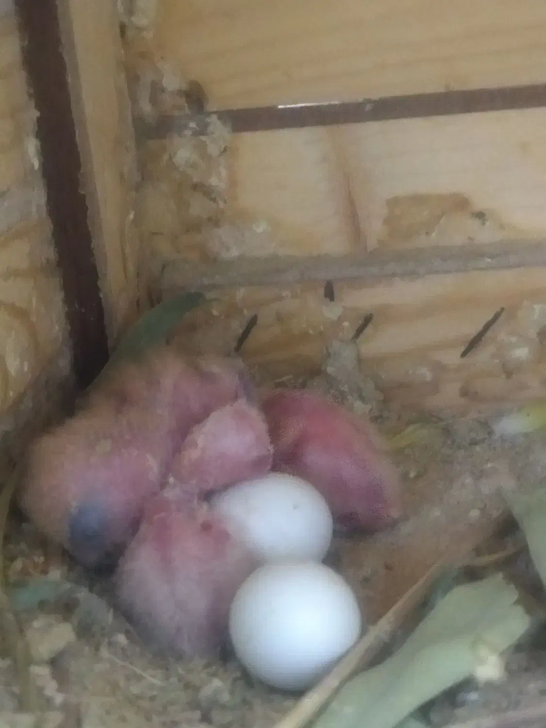 طوطی برزیلی جم|پرنده|جم, |دیوار