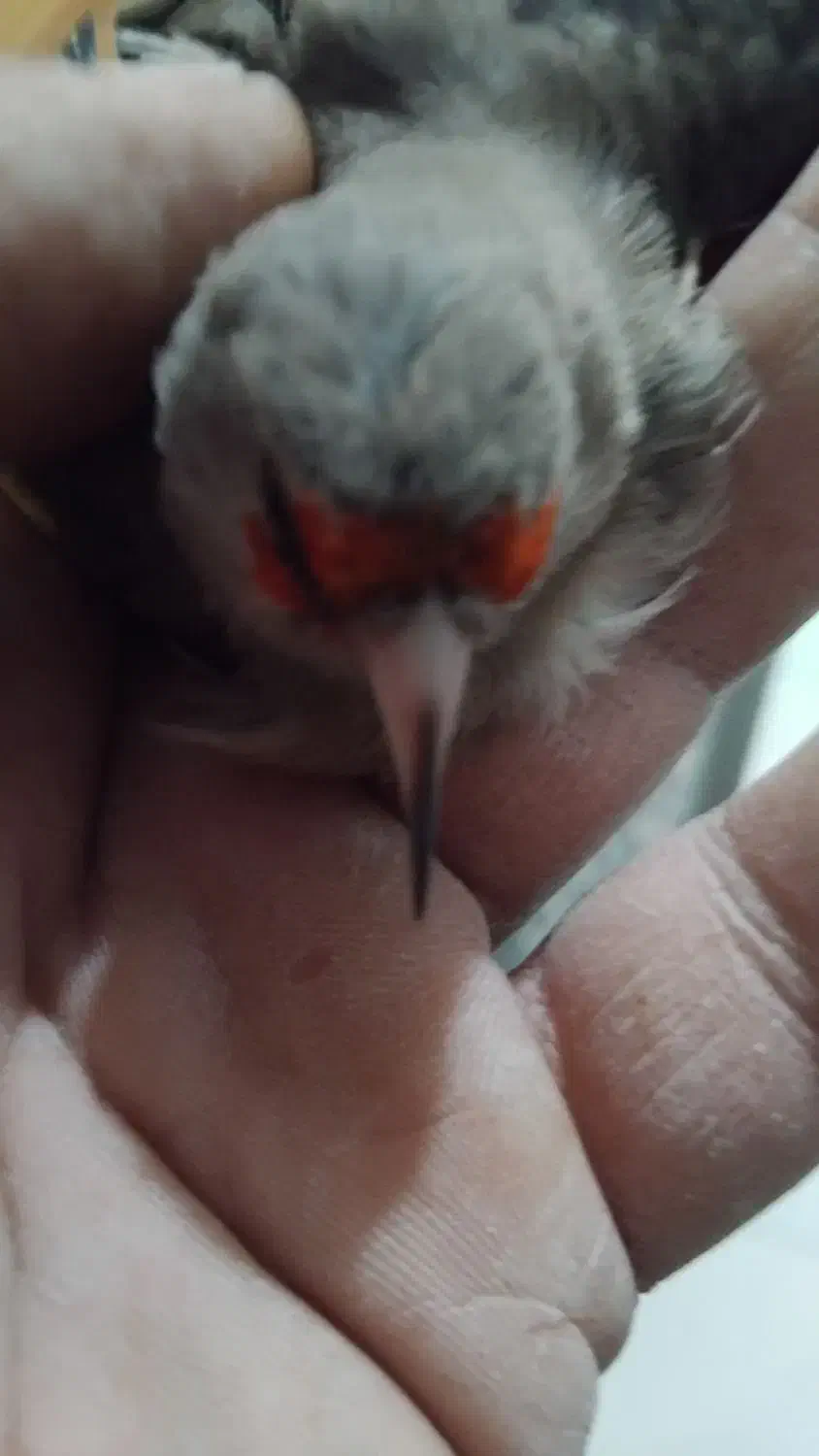 سهره نرکرمانی|پرنده|شاهینشهر, شهرک گلدیس|دیوار