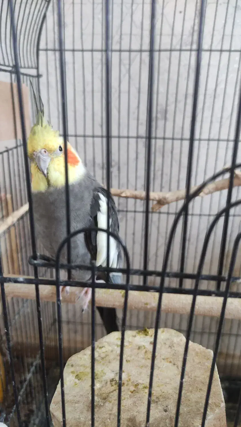 عروس هلندی جفت بالغ|پرنده|فردیس, انبار نفت|دیوار