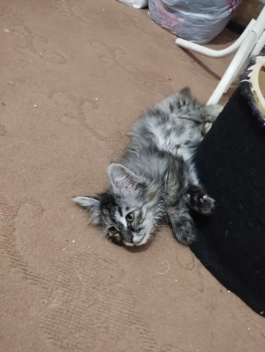 بچه گربه دوماهه میکسdlh|گربه|مشهد, امیرآباد|دیوار