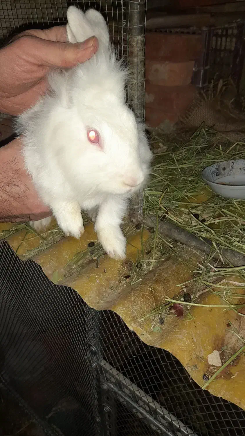 خرگوش|موش و خرگوش|ممقان, |دیوار