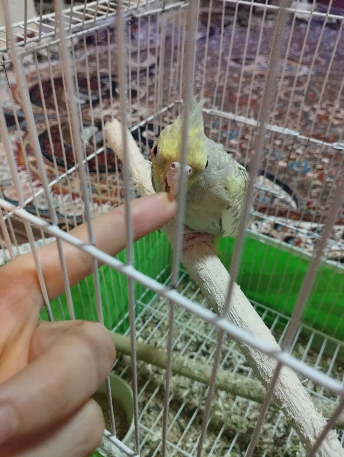 عروس هلندی گل باقلی نر|پرنده|فردیس, سپید دشت|دیوار