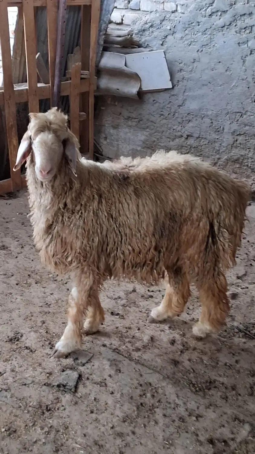 بره قوچی درجه یک|حیوانات مزرعه|شیراز, شریف‌آباد|دیوار