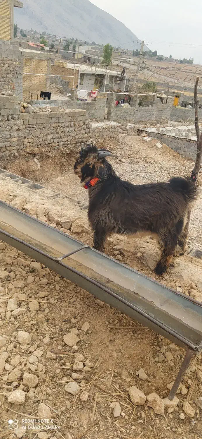 یک عدد کهر تخمی شش ماهه با یک عدد بره تخمی|حیوانات مزرعه|ایذه, |دیوار