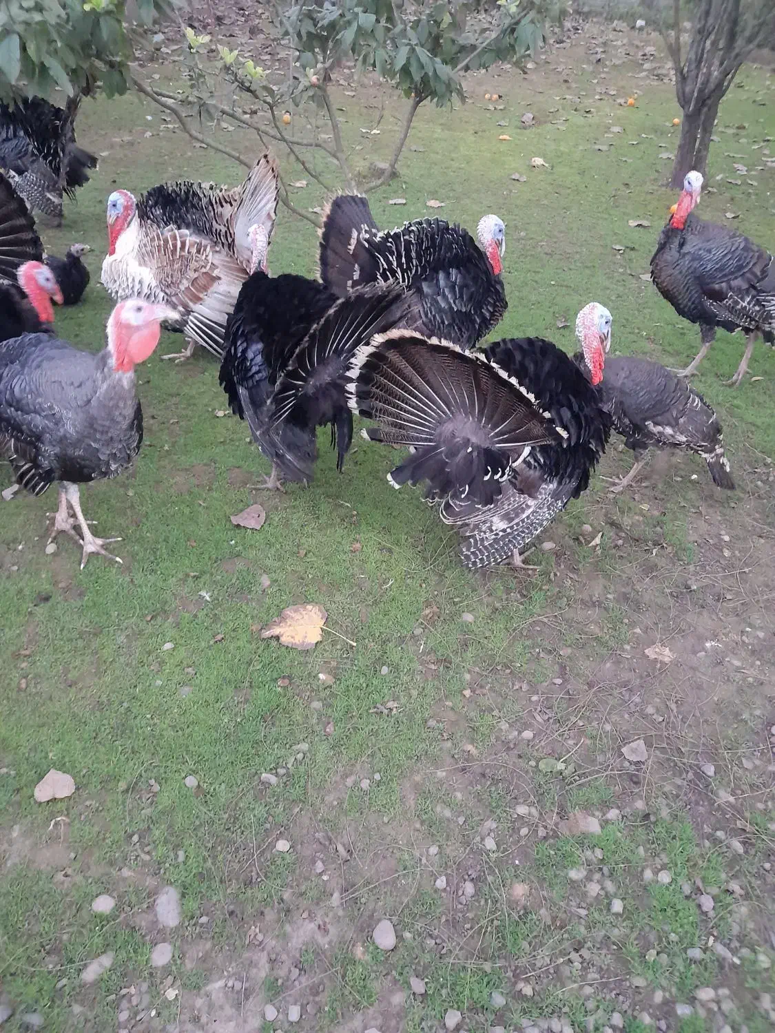 بوقلمون|حیوانات مزرعه|سنگر, |دیوار