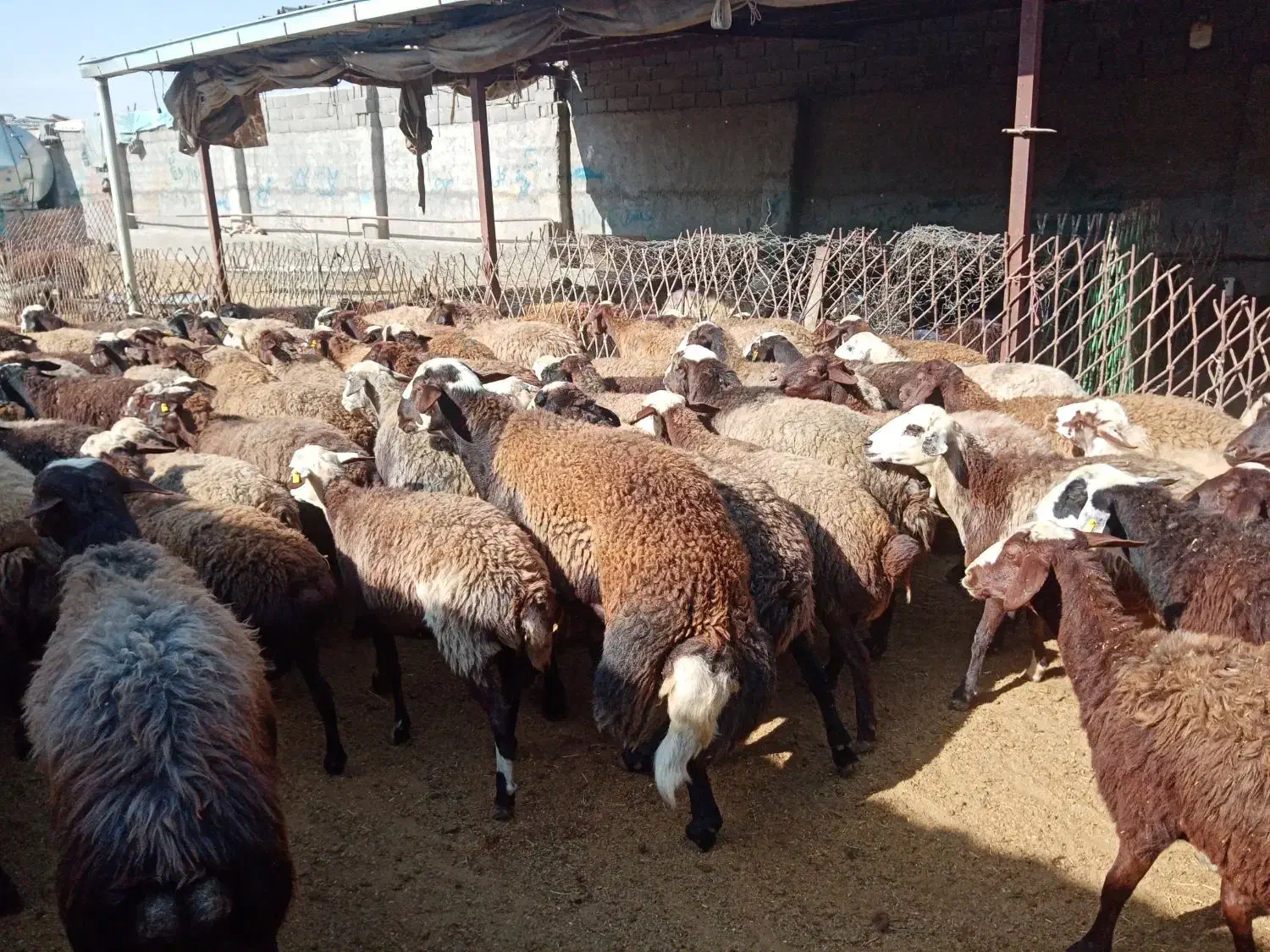 120 رس کاور تقلی و شیدار|حیوانات مزرعه|ملکآباد, |دیوار