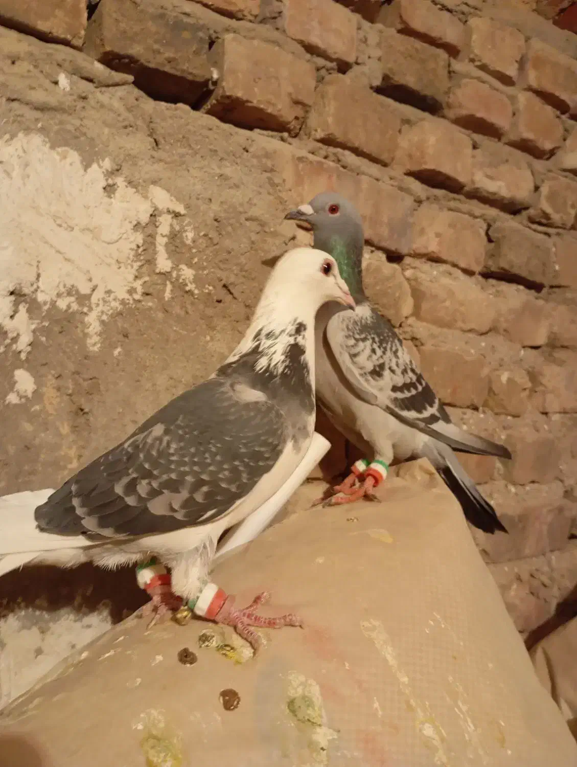 کبوتر|پرنده|خاش, |دیوار