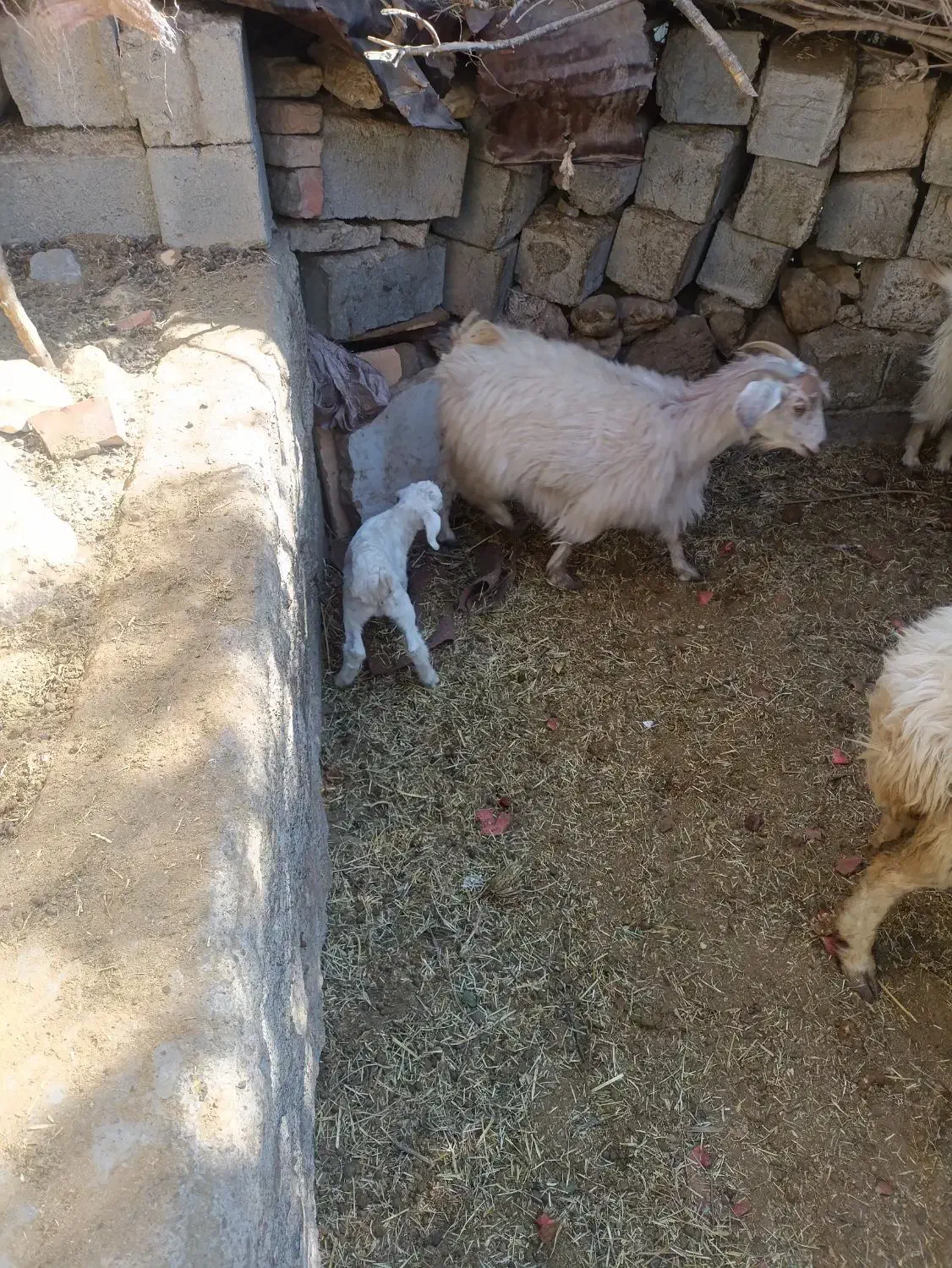 بز کهره دار|حیوانات مزرعه|ارزوئیه, |دیوار