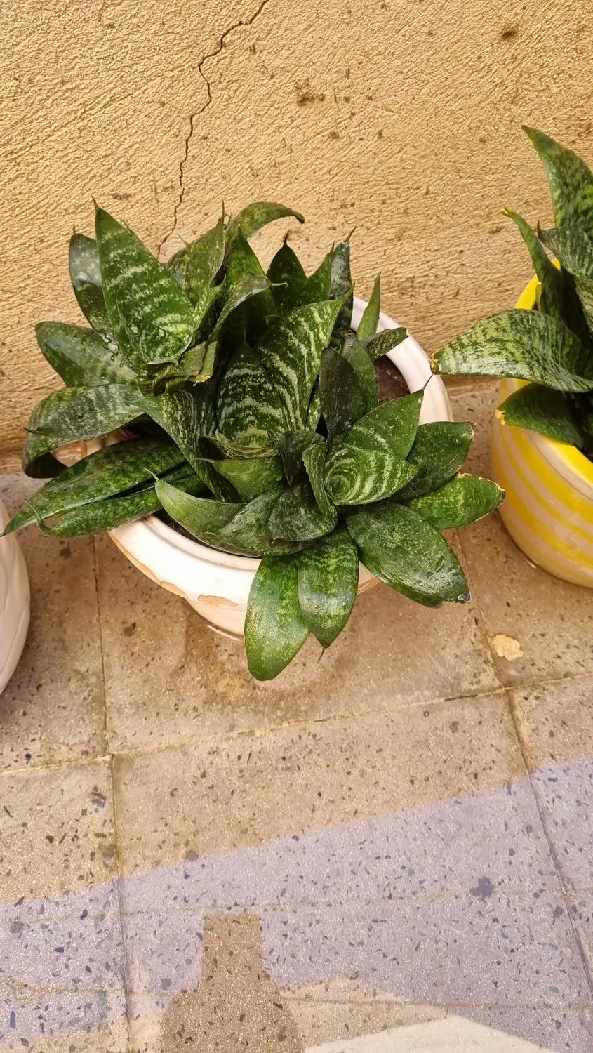 سانسوریا تک رنگ و دو رنگ|گل و گیاه طبیعی|محمدشهر, محمدشهر|دیوار