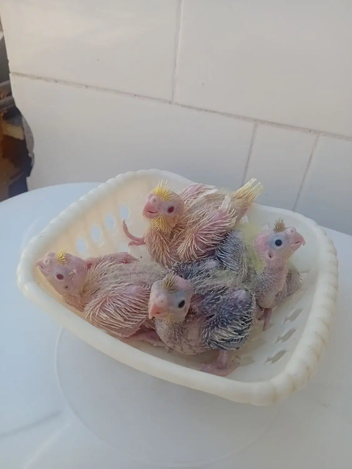 جوجه عروس هلندی ۲۵ روزه ۳۸۰|پرنده|دهلران, |دیوار