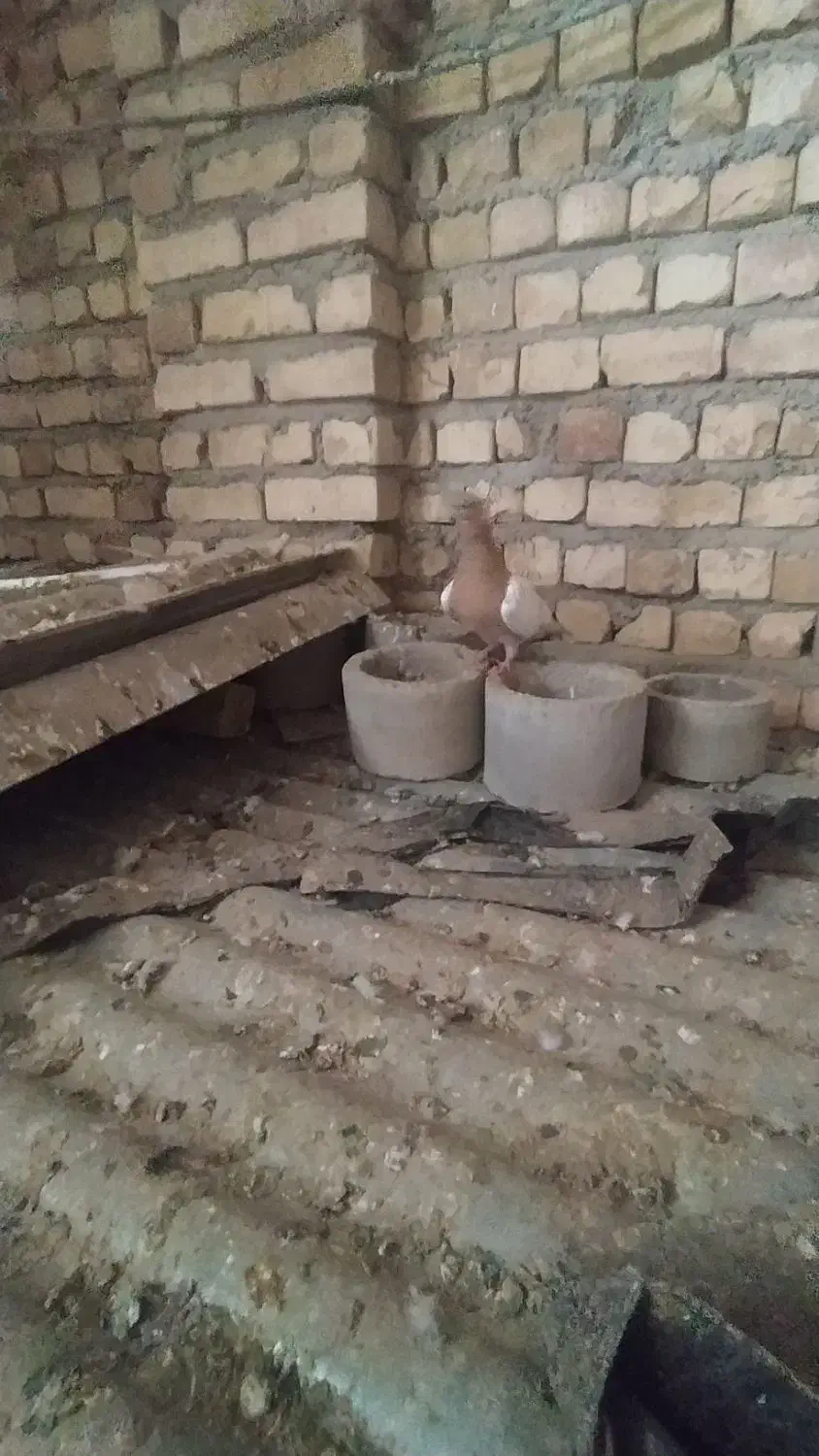 کله زرد|لوازم جانبی حیوانات|اسفرورین, |دیوار