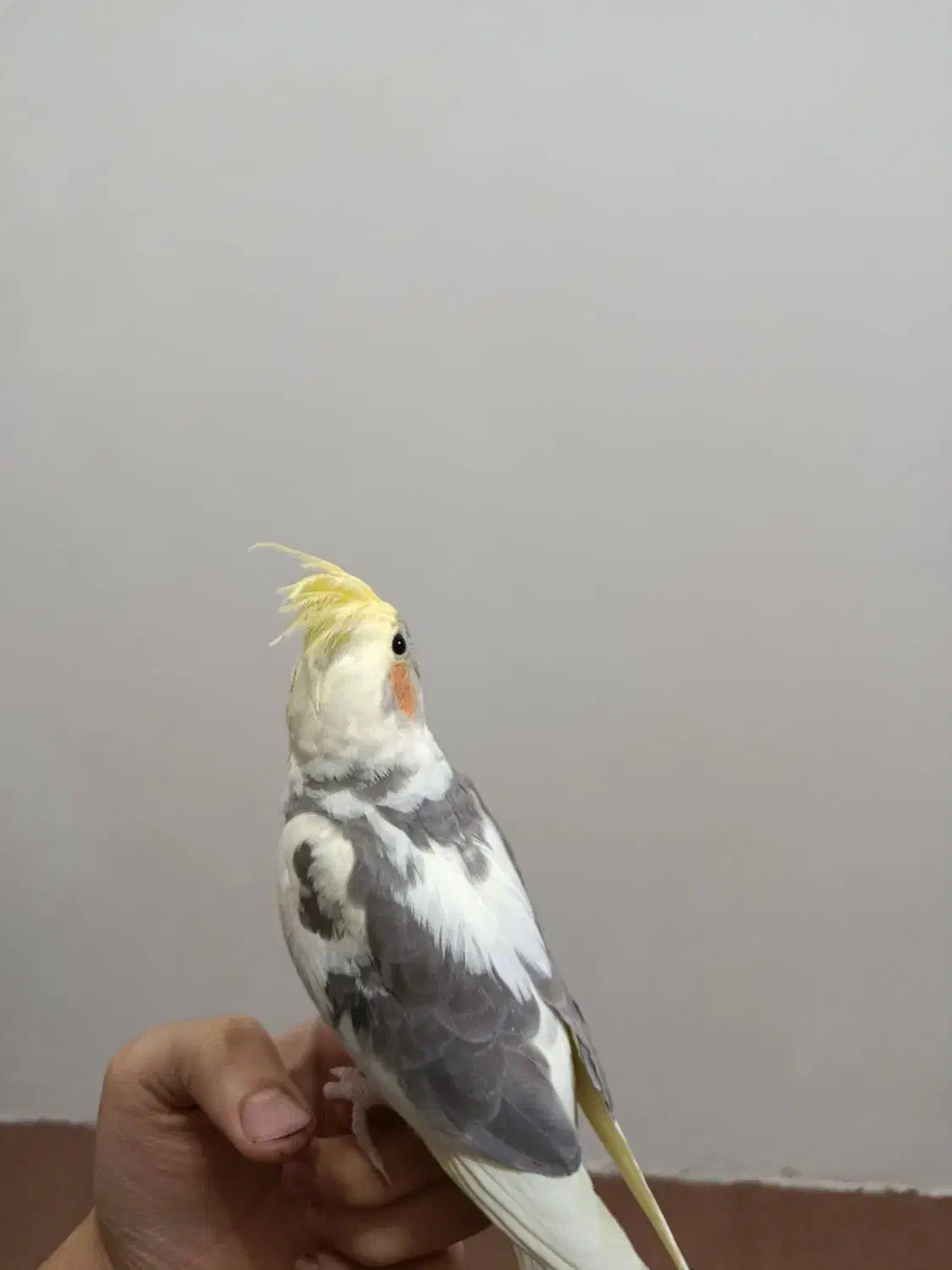 عروس هلندی|پرنده|تربتحیدریه, میدان مرکزی|دیوار