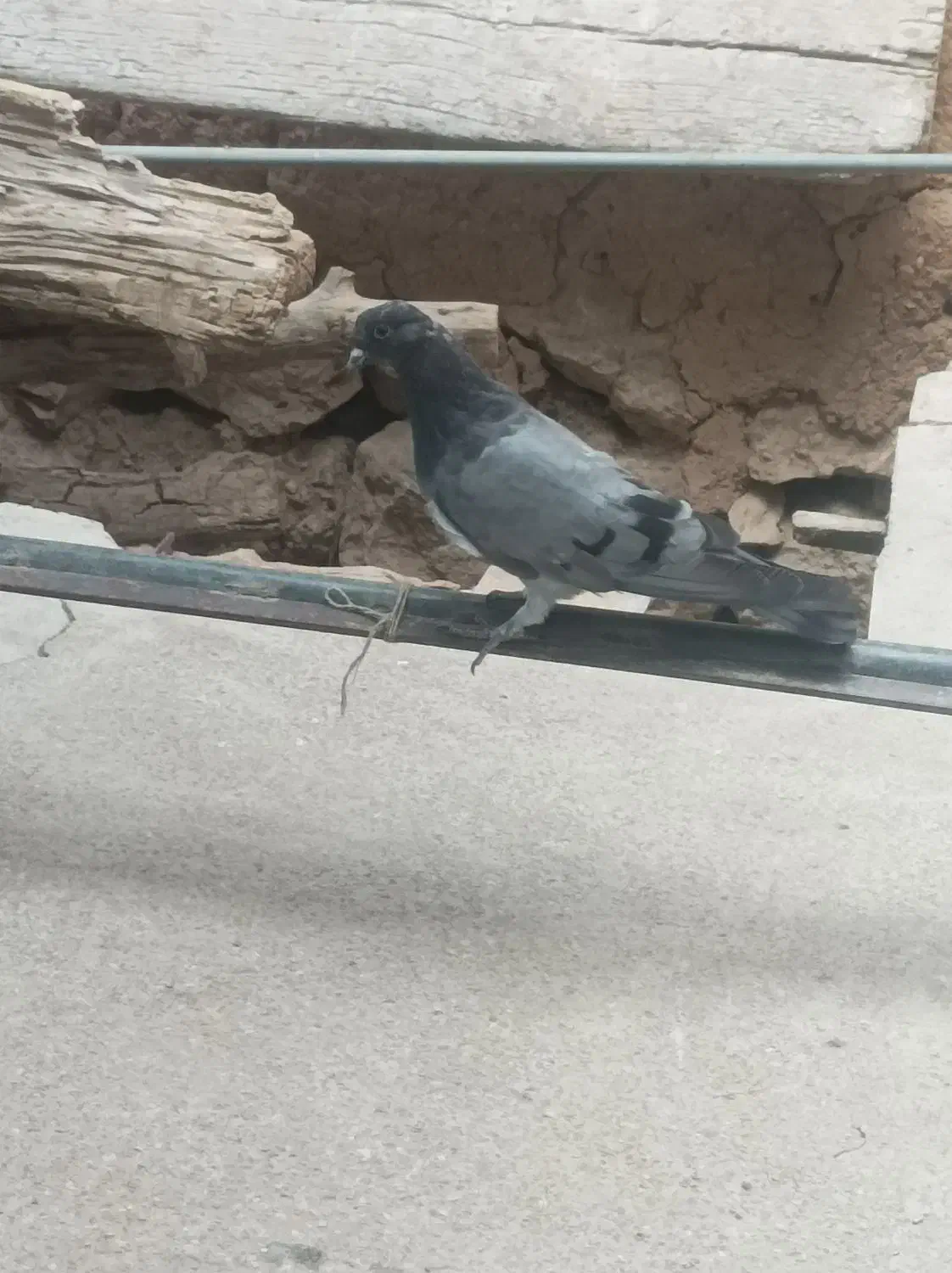 ماده پر|پرنده|میانکوه, |دیوار