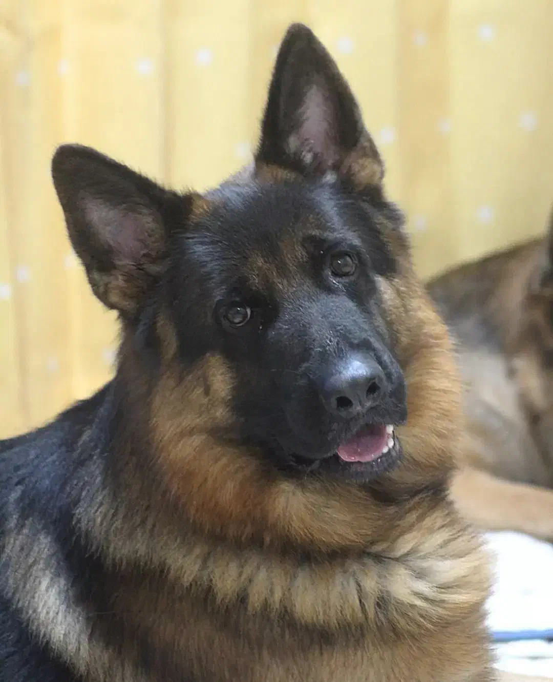 سگ گمشده|حیوانات|گلبهار, شهر جدید گلبهار|دیوار