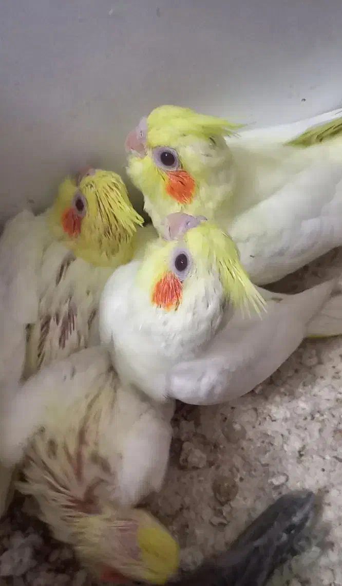 جوجه عروس هلندی|پرنده|اندیمشک, |دیوار