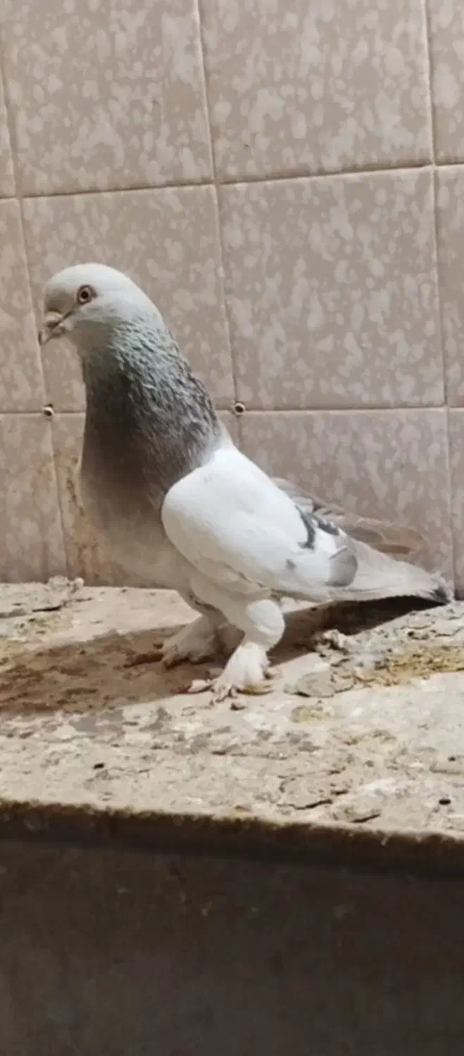 کبوتر|پرنده|مرودشت, فاز اول شهرک فرهنگیان|دیوار