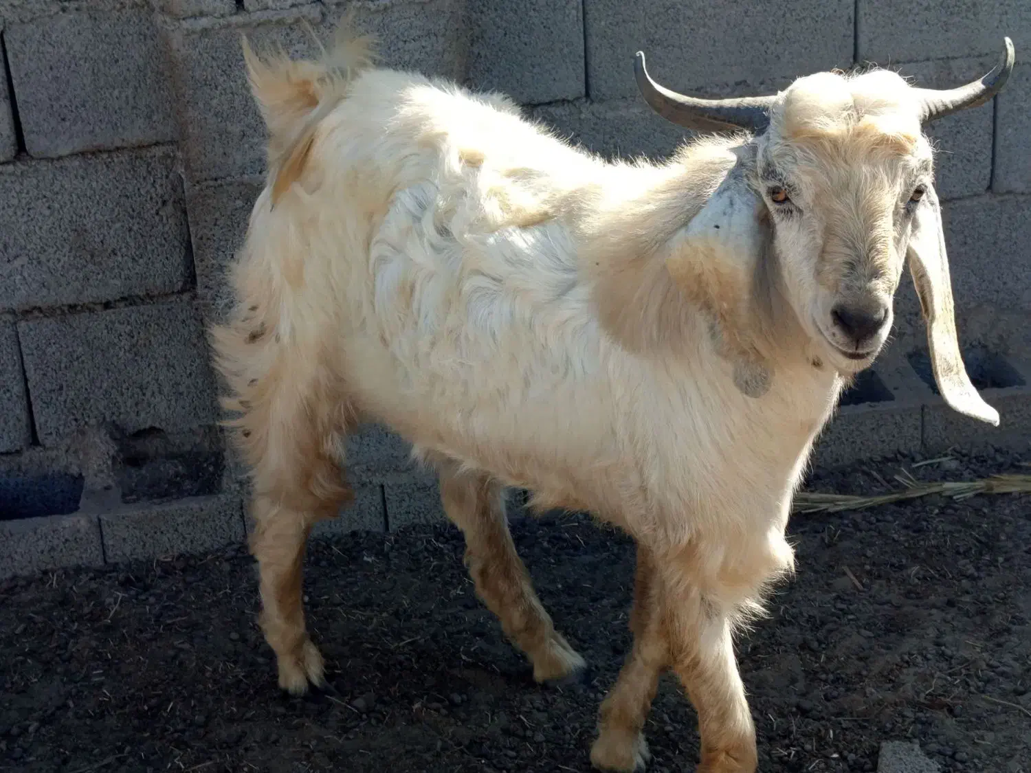 چپش یک سال چاق ۲۰کیلو گوشت داره|حیوانات مزرعه|حور, |دیوار