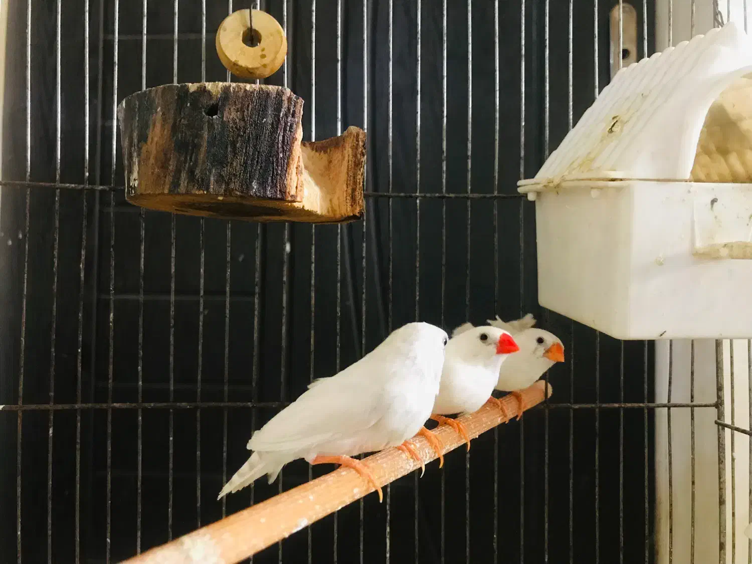 فنچ مولد|پرنده|محمدشهر, شهرک پیام (مهرالبرز)|دیوار