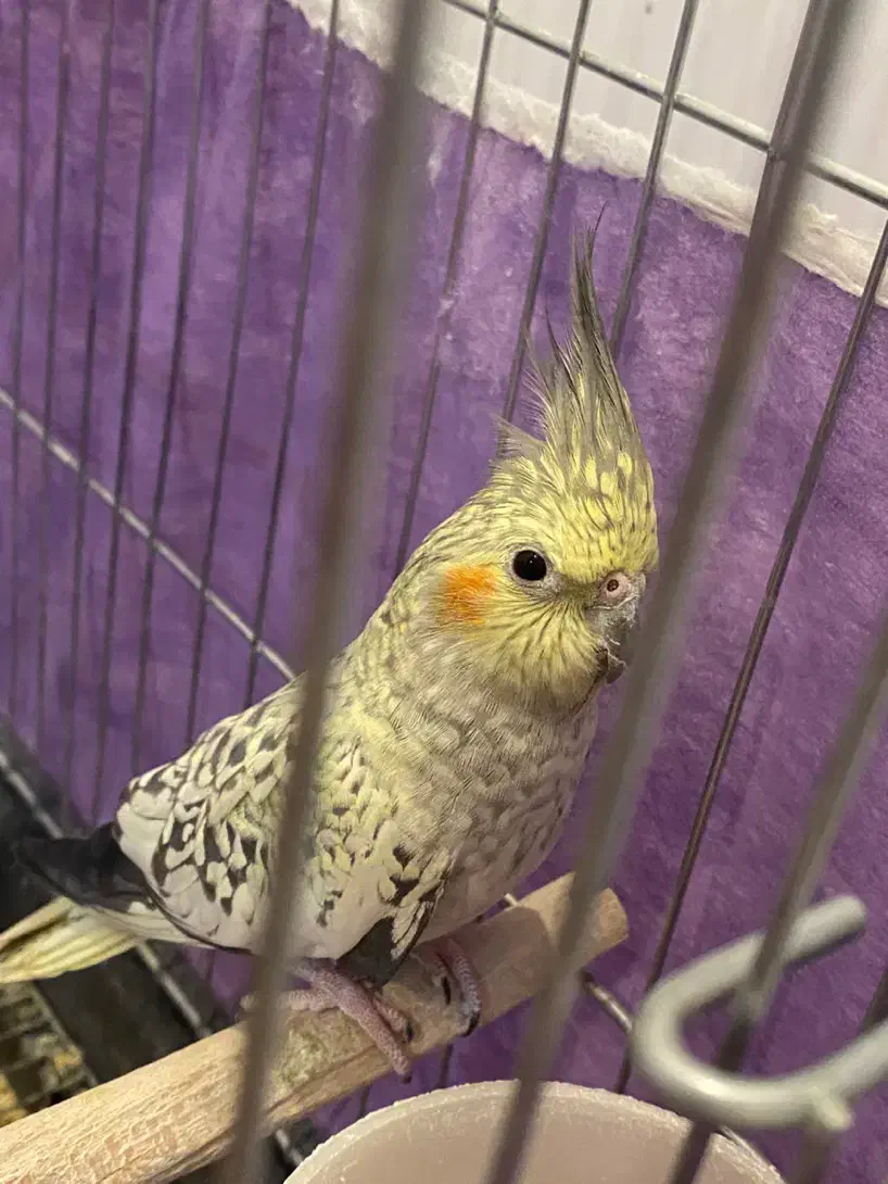 عروس هلندی گلباقالی|پرنده|قم, انسجام|دیوار