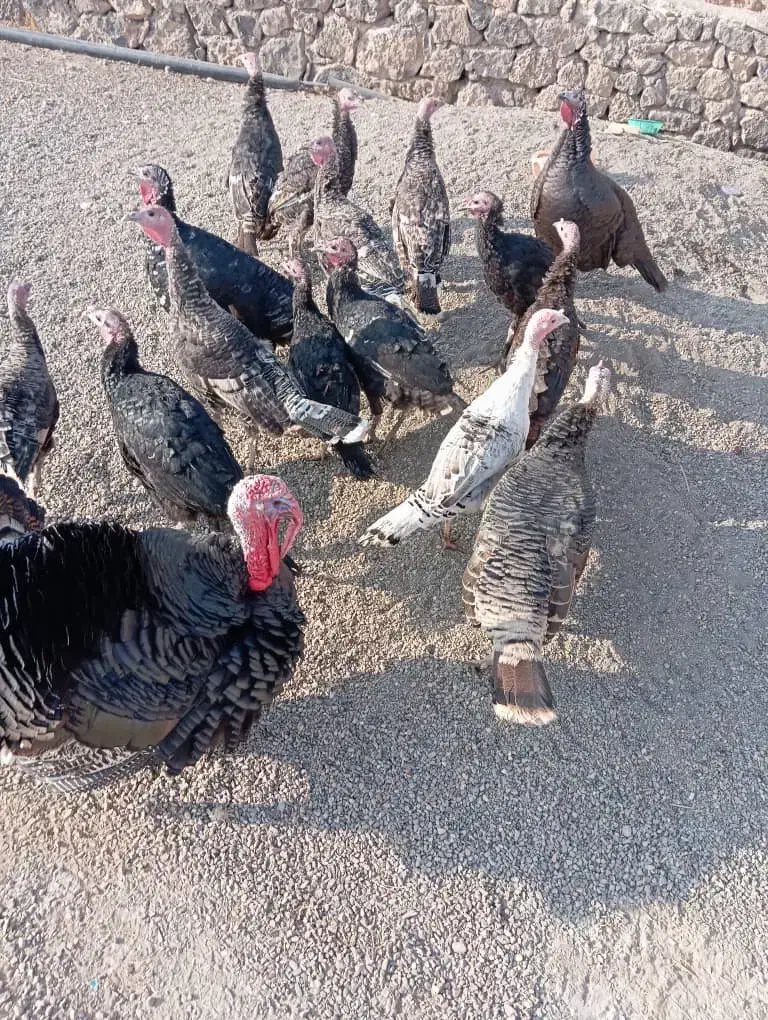 بوقلمون|حیوانات مزرعه|ماکو, |دیوار