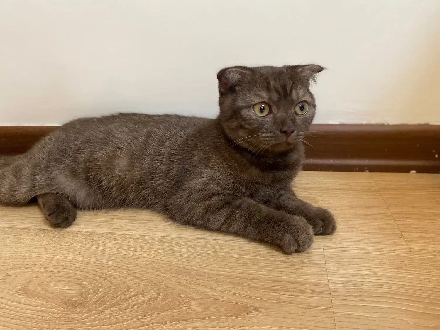 گربه بریتیش اسکاتیش|گربه|تبریز, |دیوار