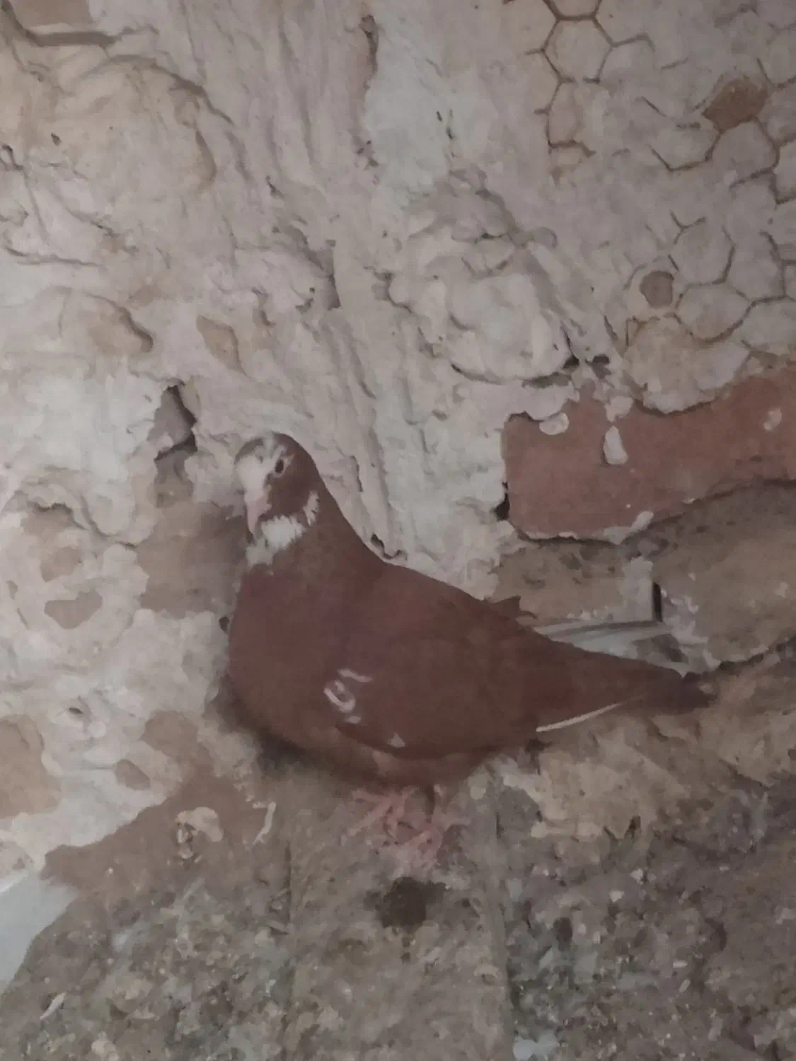 کفتر|پرنده|زرند, |دیوار