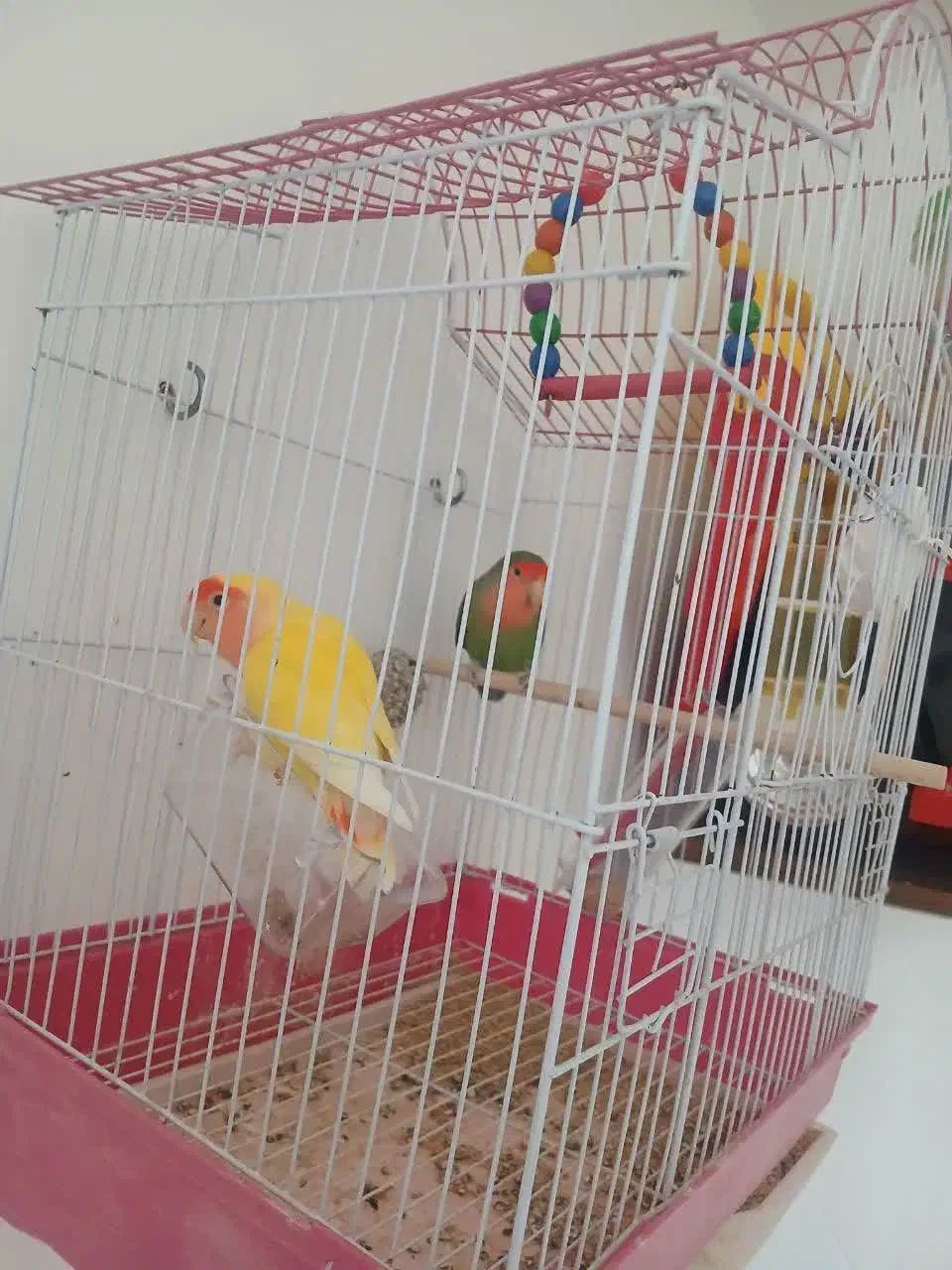 کوتوله برزیلی|پرنده|قم, یزدان‌شهر|دیوار