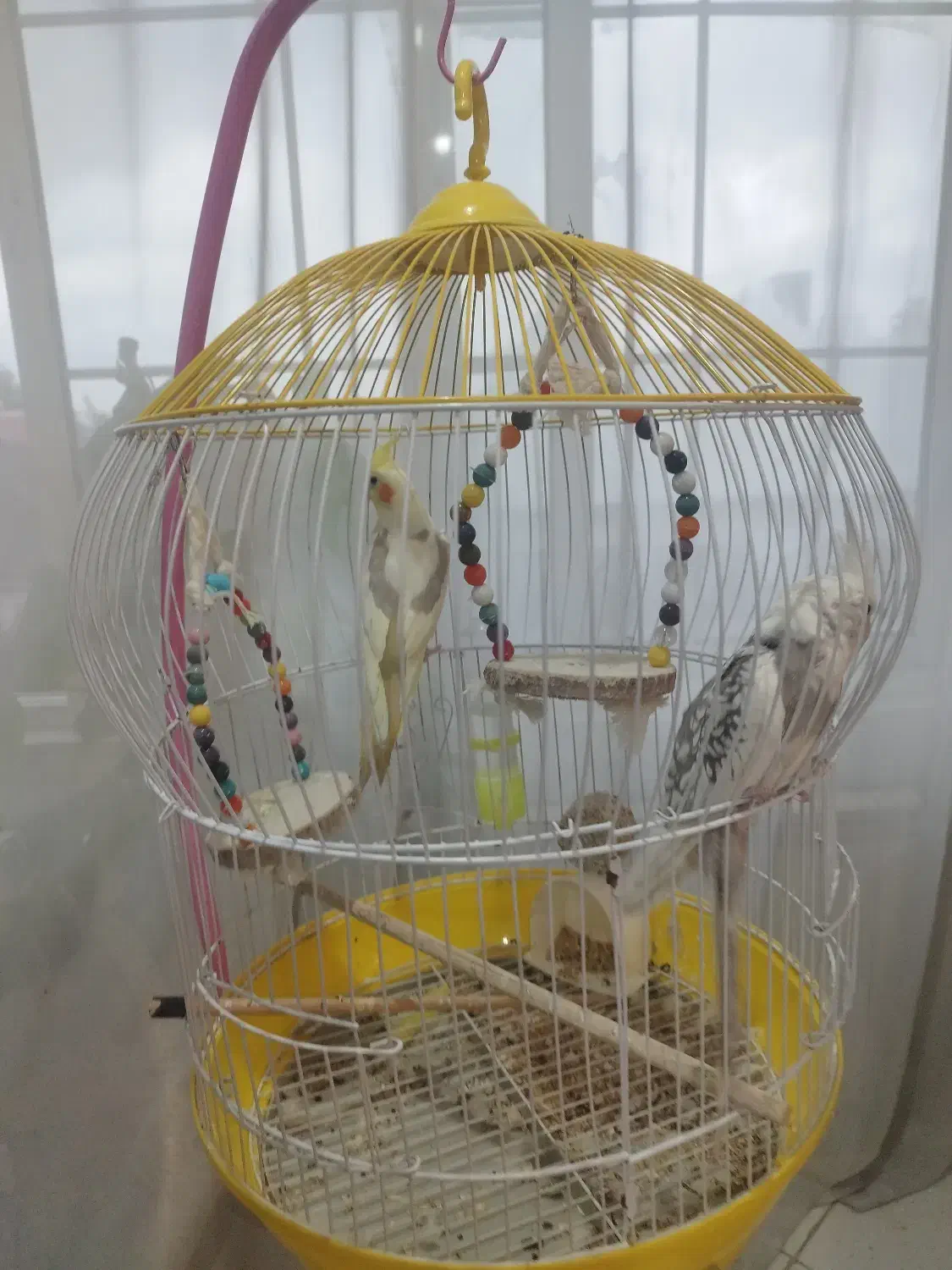 فروش عروس هلندی ، نر و ماده (جفت)|پرنده|آستارا, |دیوار