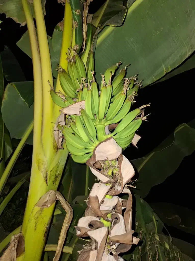 فروش ویلا باغ|فروش خانه و ویلا|دزفول, |دیوار