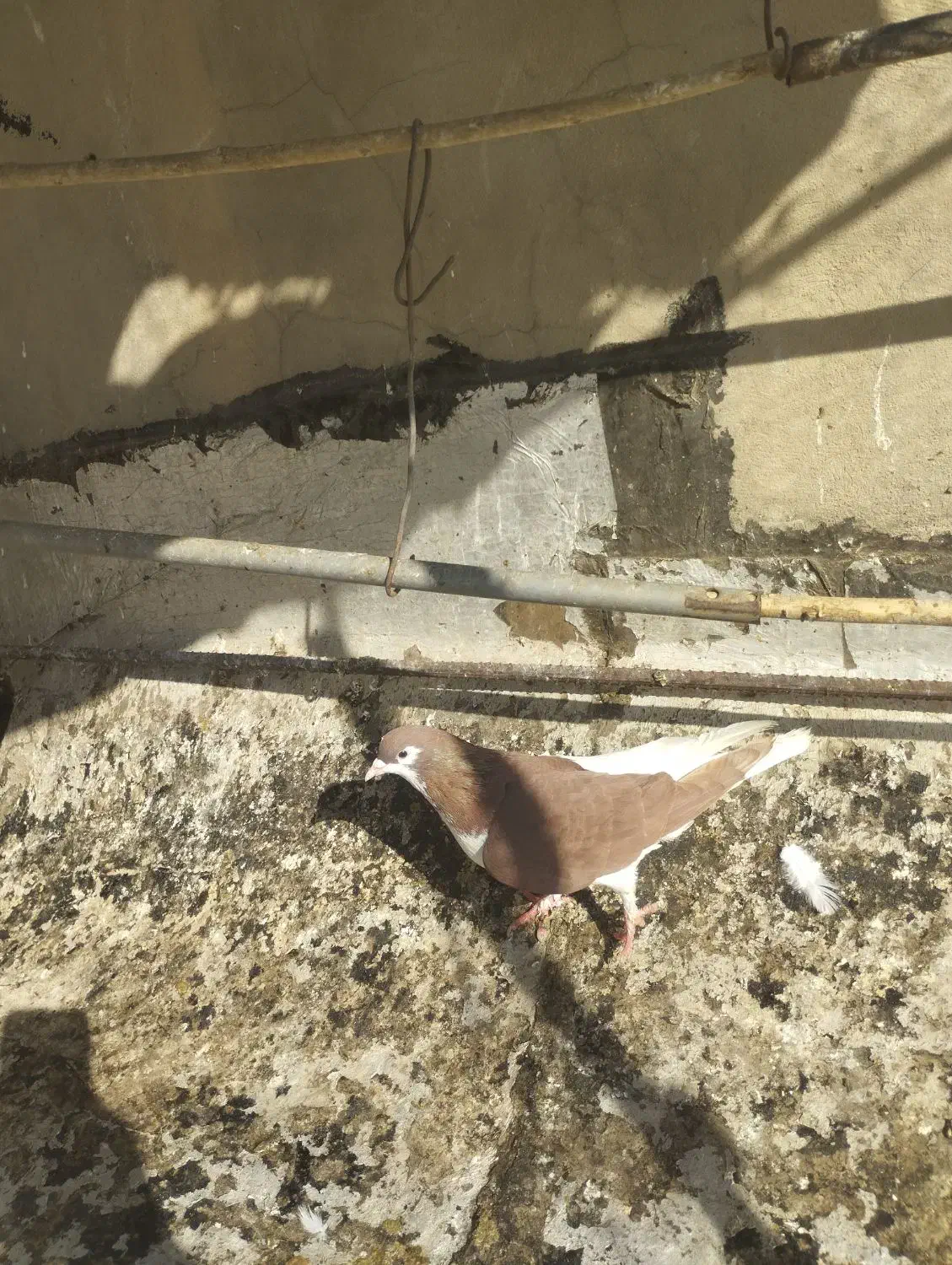 چپ سرخ،کله سیاه|پرنده|تاکستان, |دیوار