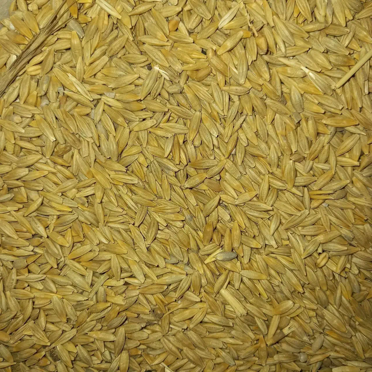 جو بذری درجه یک|لوازم جانبی حیوانات|کوهدشت, |دیوار