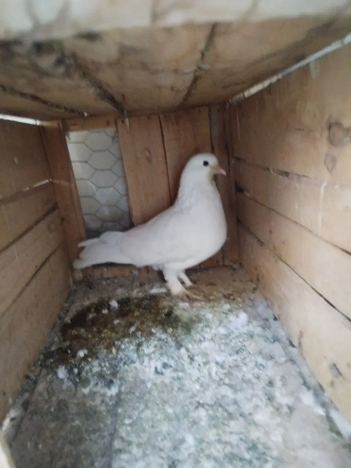 کبوتر نر|پرنده|خمینیشهر, |دیوار