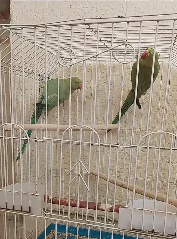 یک جفت ملنگو وجوجه عروس سرلاکی|پرنده|اصفهان, حصه جنوبی|دیوار