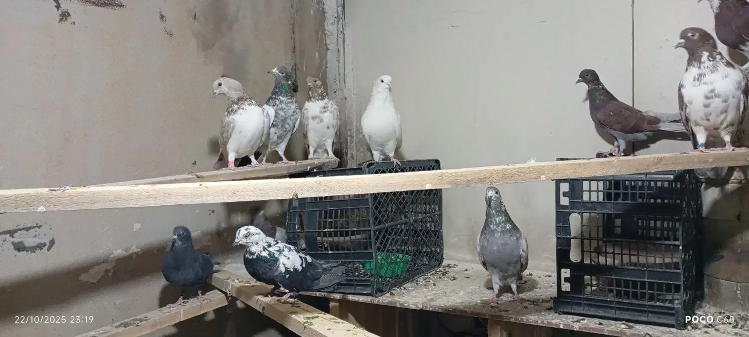حدود 20عدد کبوتر  پرشی|پرنده|مهاجران, |دیوار