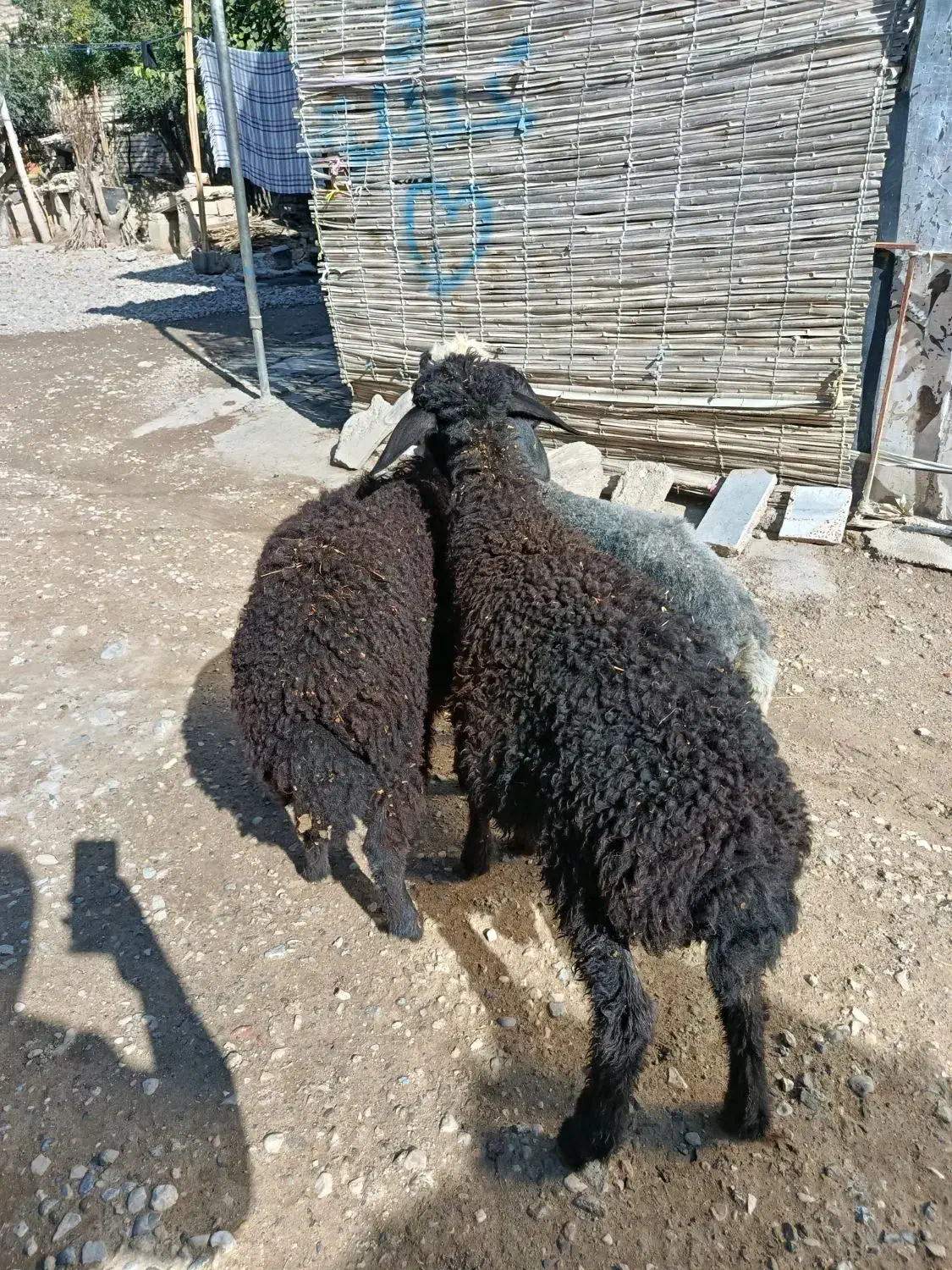 بره افشاری قره قزل زیر قوچی و پرواری(گوسفند)|حیوانات مزرعه|گنبد کاووس, |دیوار