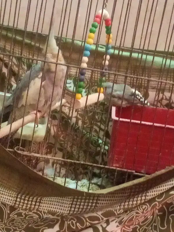 پرنده|پرنده|قم, ولیعصر|دیوار