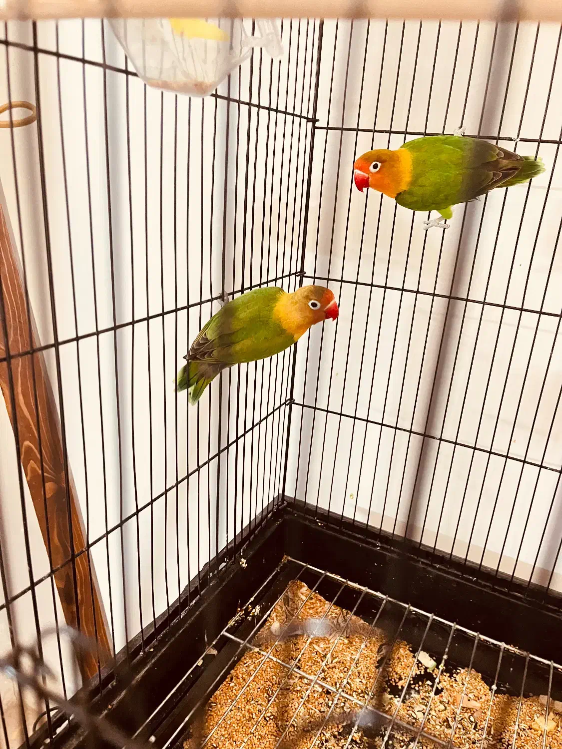 ۴ عدد کوتوله فیشر|پرنده|اصفهان, سرچشمه|دیوار