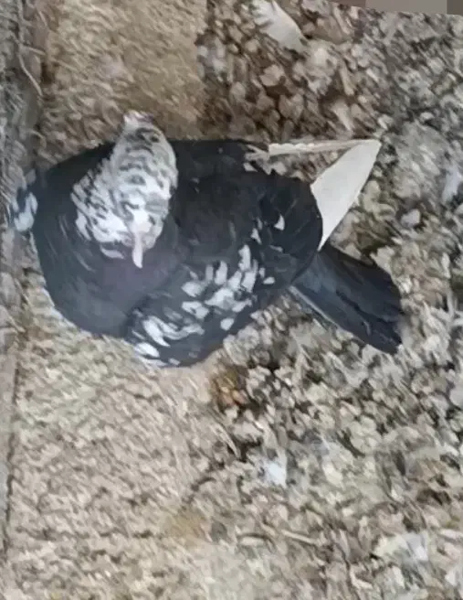 گم شده|حیوانات|سمنان, |دیوار