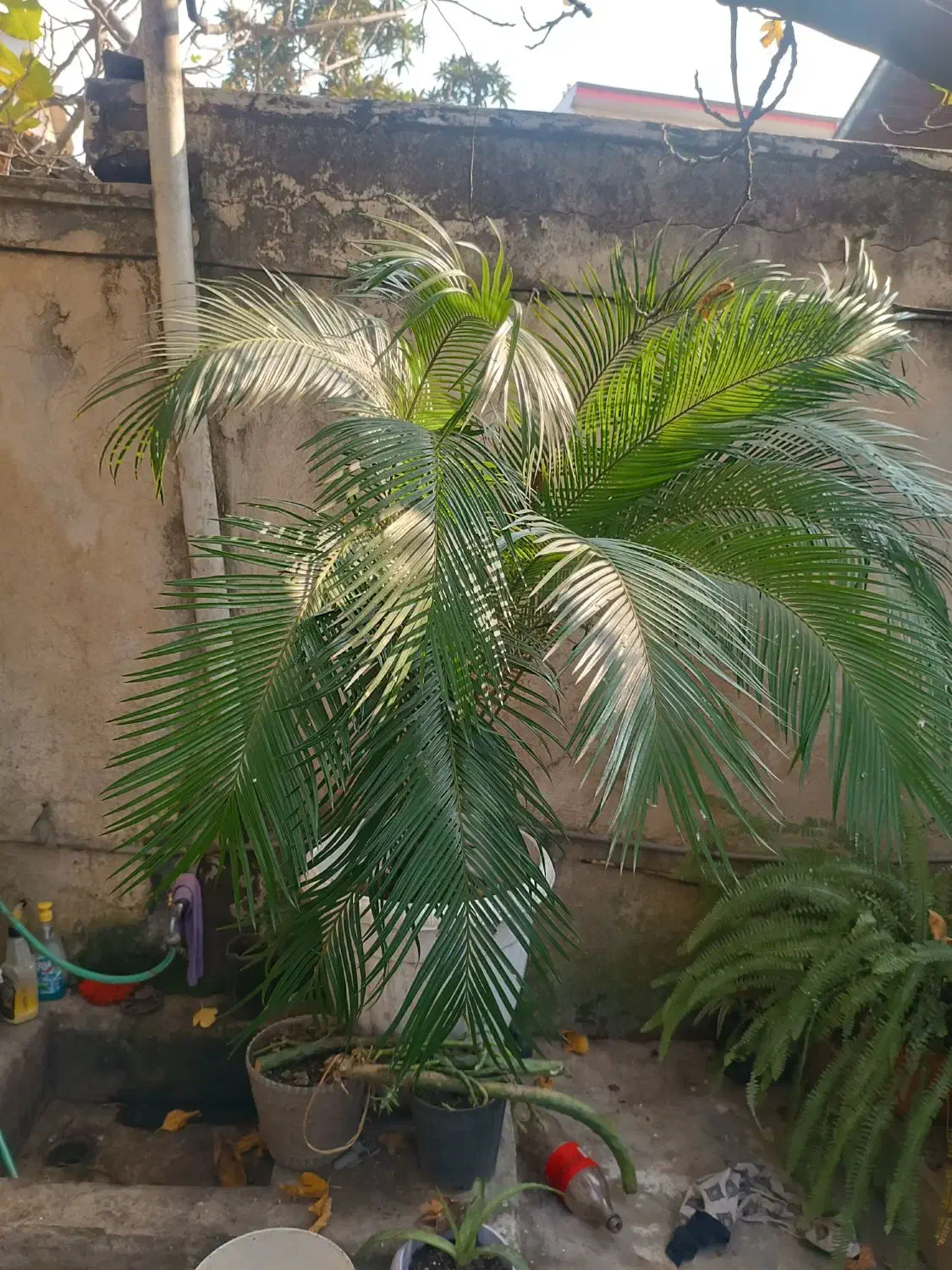 فروش گل سیکاس|گل و گیاه طبیعی|رشت, باهنر|دیوار