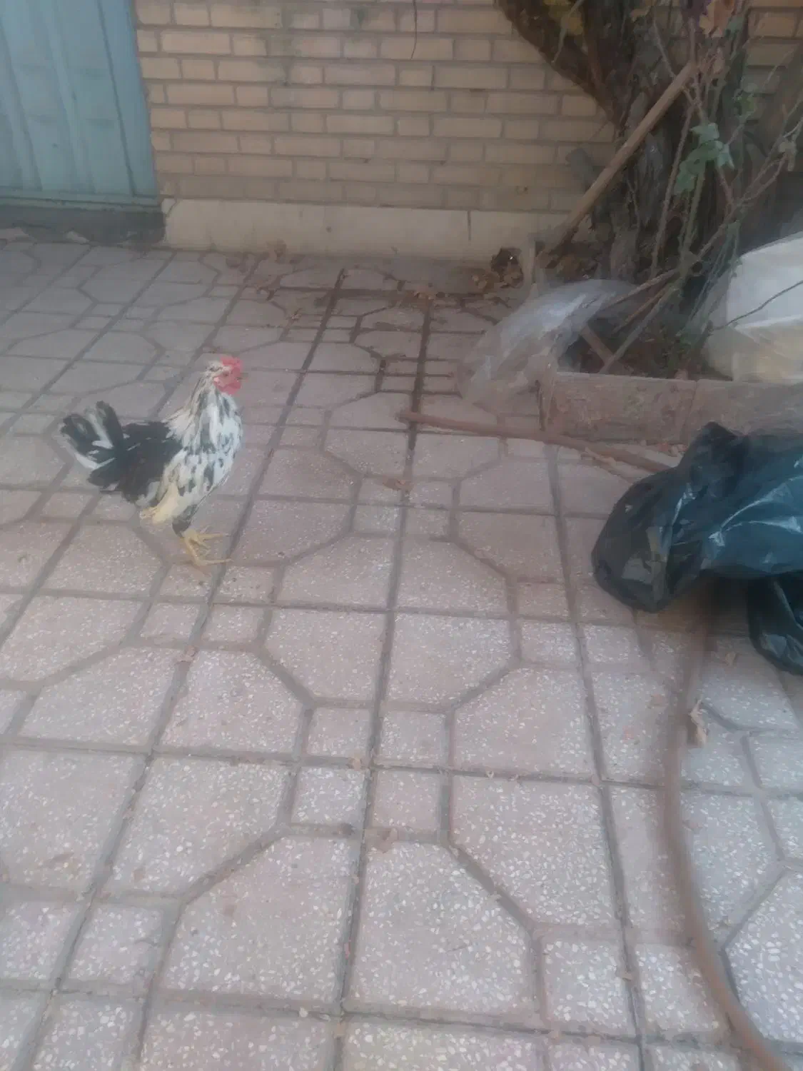 خروس گلین چهل تاج|حیوانات مزرعه|اسلام‌شهر, شهرک سعیدیه|دیوار