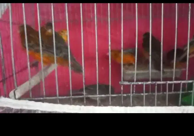 قناری|پرنده|کرمان, |دیوار