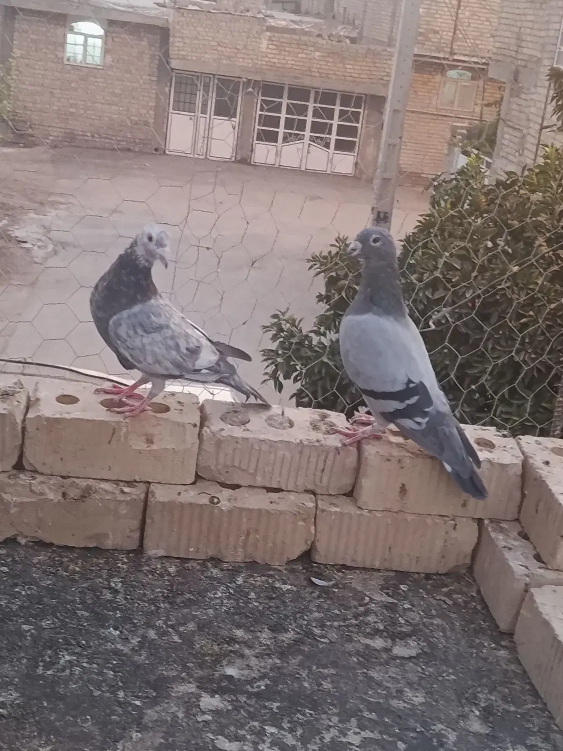 یک جفت پلاکی مسافتی نرماده معاوضه|پرنده|مرودشت, ثبت احوال|دیوار