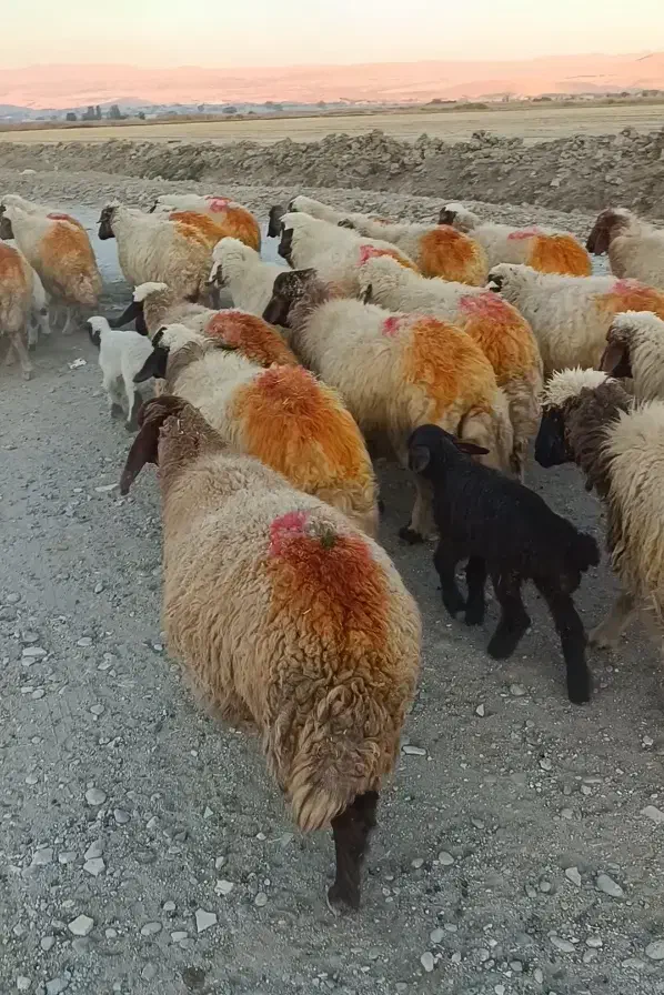 گوسفند میش و بره|حیوانات مزرعه|شیروان (لرستان), |دیوار