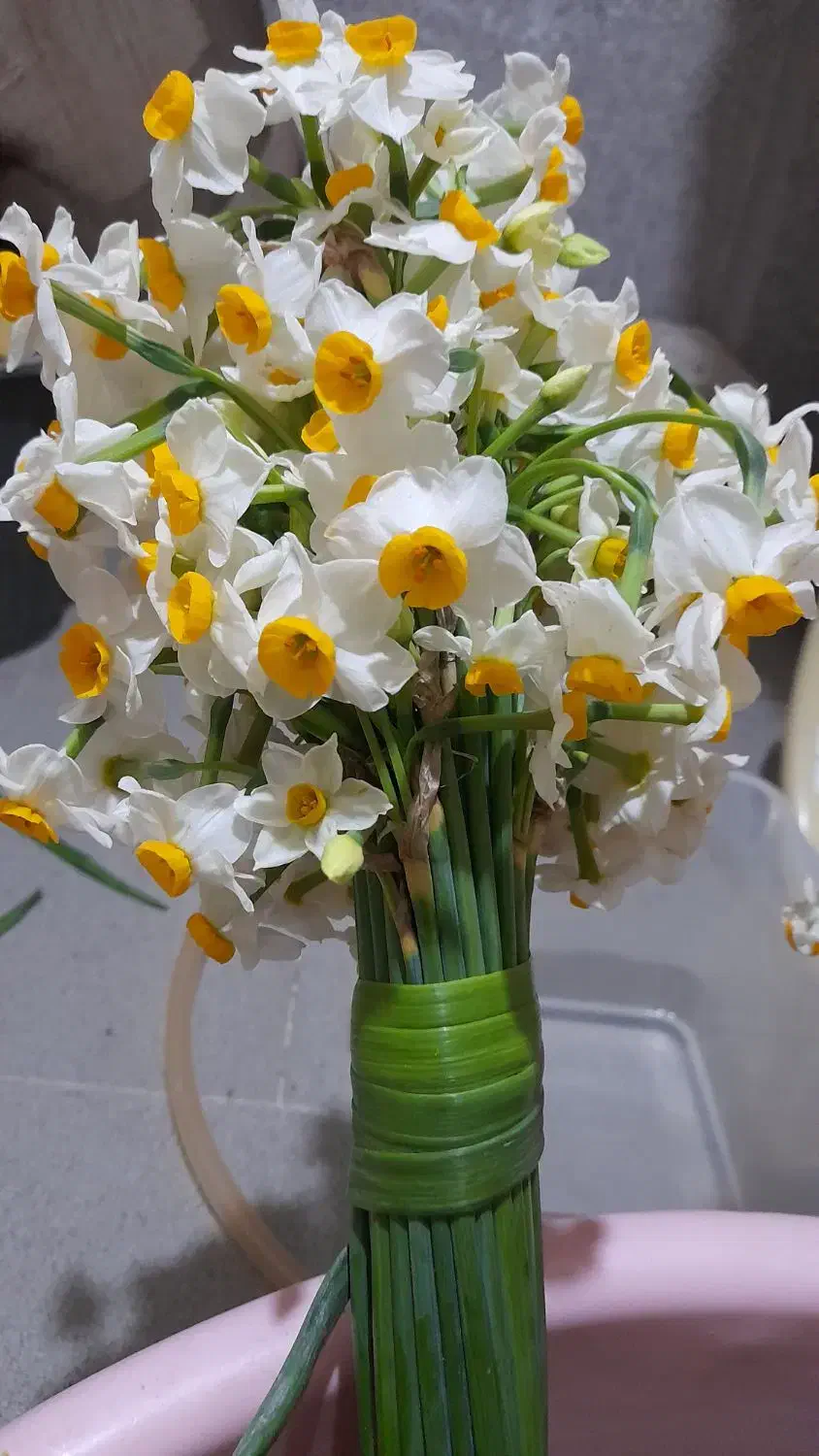 فروش گل نرگس بهبهان|گل و گیاه طبیعی|اهواز, شهرک نفت|دیوار