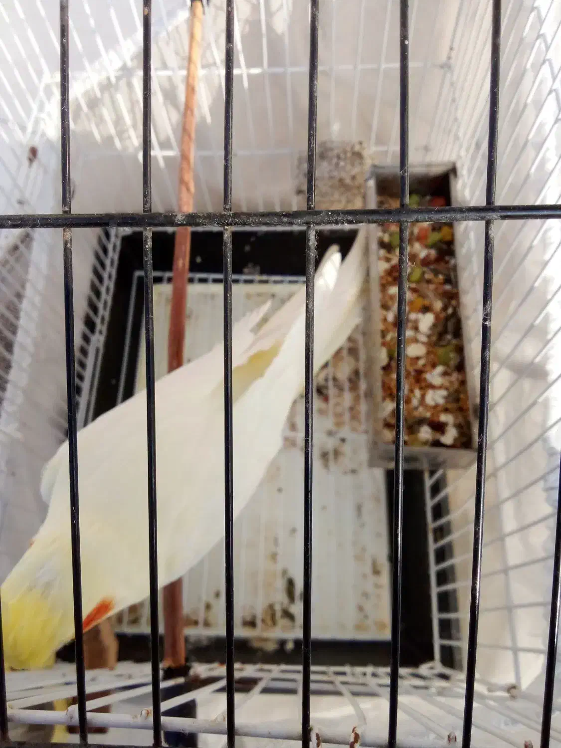 عروس هلندی|پرنده|بهشهر, |دیوار