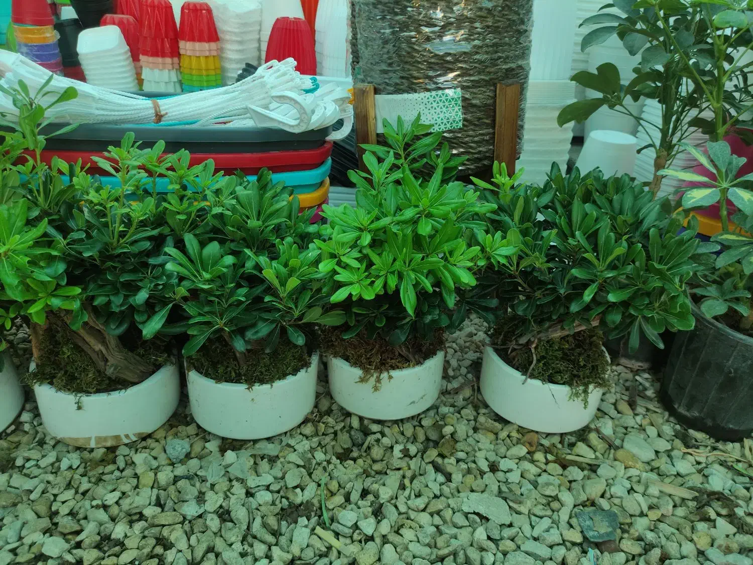 فروش گل گیاه|گل و گیاه طبیعی|بندر کنگان, |دیوار