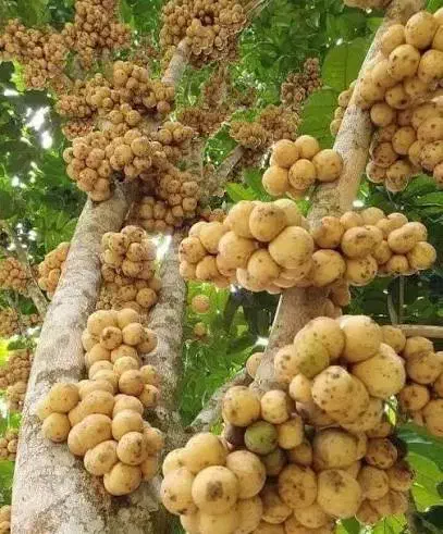 نهال نایاب لانگست خوشه ای|گل و گیاه طبیعی|تهران, بوستان چیتگر|دیوار