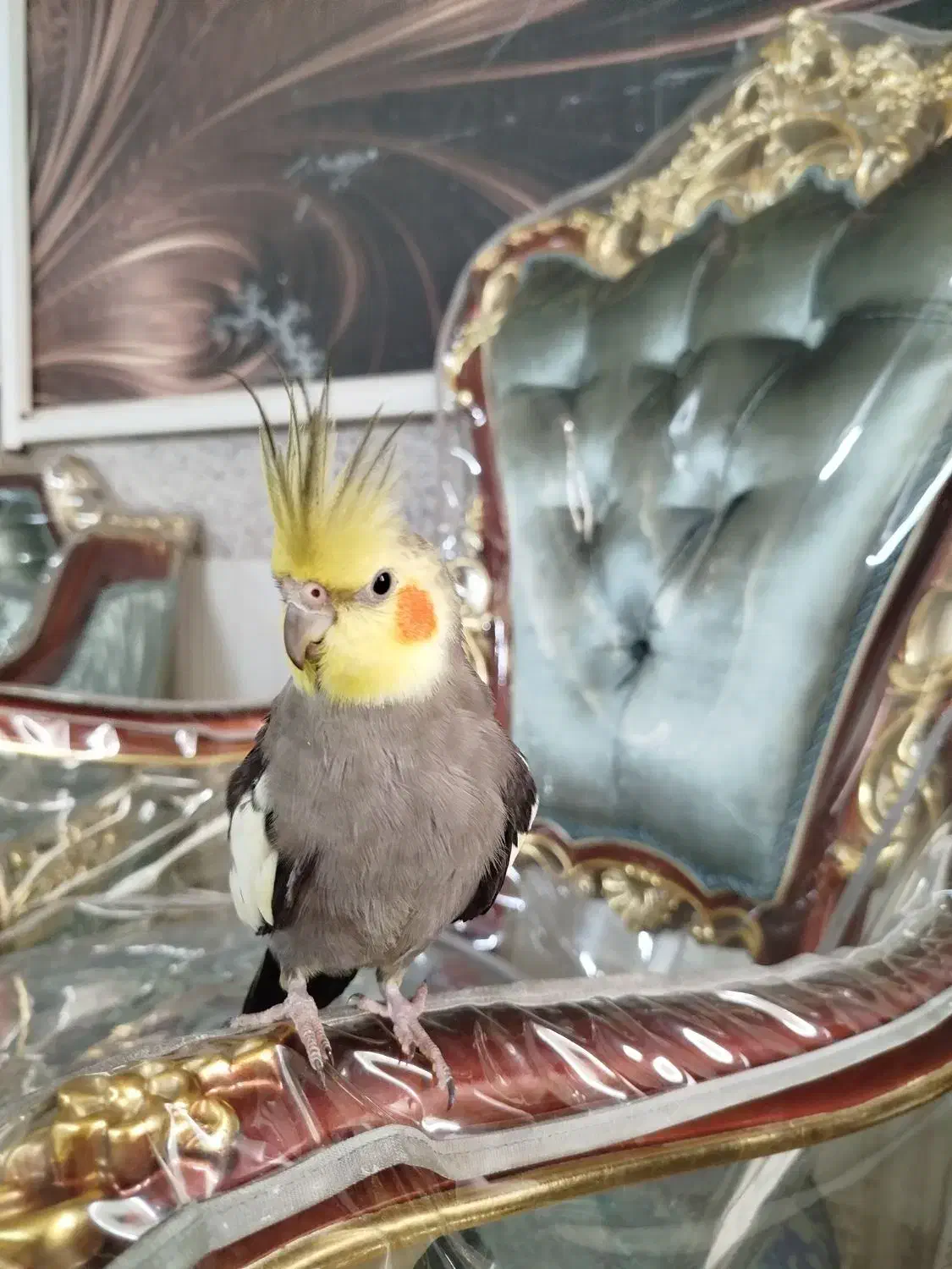 عروس هلندی نر سخنگو|پرنده|قم, انصارالحسین|دیوار