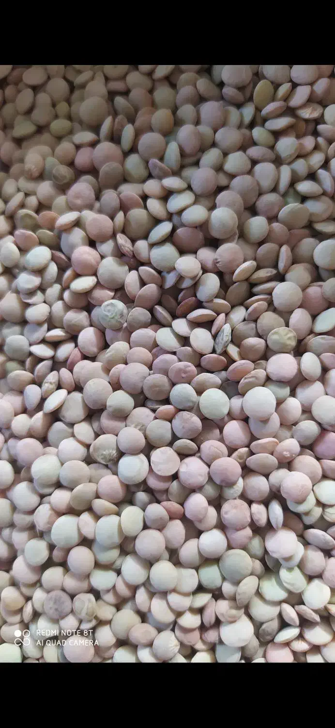 خوردنی|خوردنی و آشامیدنی|دهدشت, |دیوار