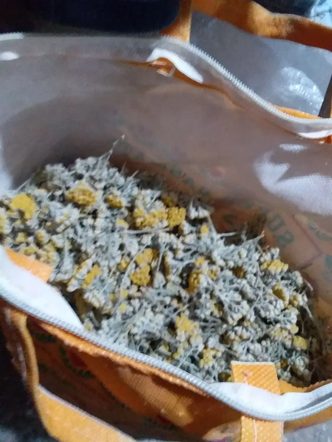 گیاه دارویی بیمادرون کاکوتو گل پرفروشی دارم|خوردنی و آشامیدنی|تربت جام, جلگه موسی آباد|دیوار